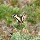 Farbenwunder am Wegesrand