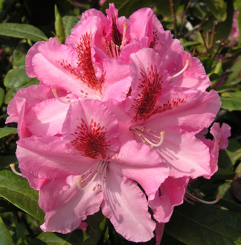 Farbenwunder Rhododendron