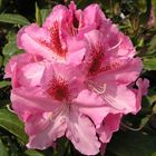 Farbenwunder Rhododendron