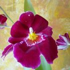farbenzauber der Orchidee