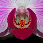 Farbenzauber einer Orchidee! - Quand une orchidée révèle sa beauté...