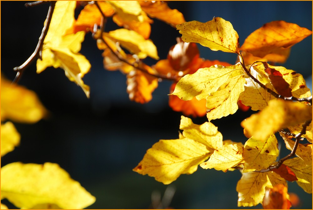 farbenzauber im herbst