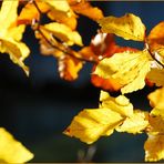 farbenzauber im herbst