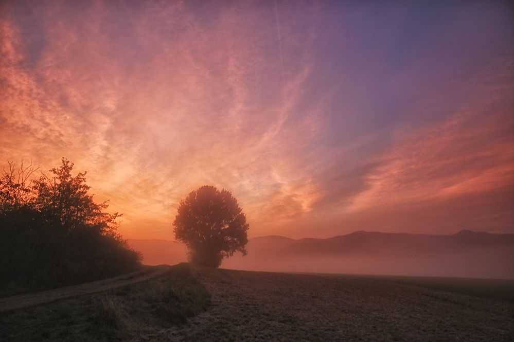 Farbenzauber im Nebel....