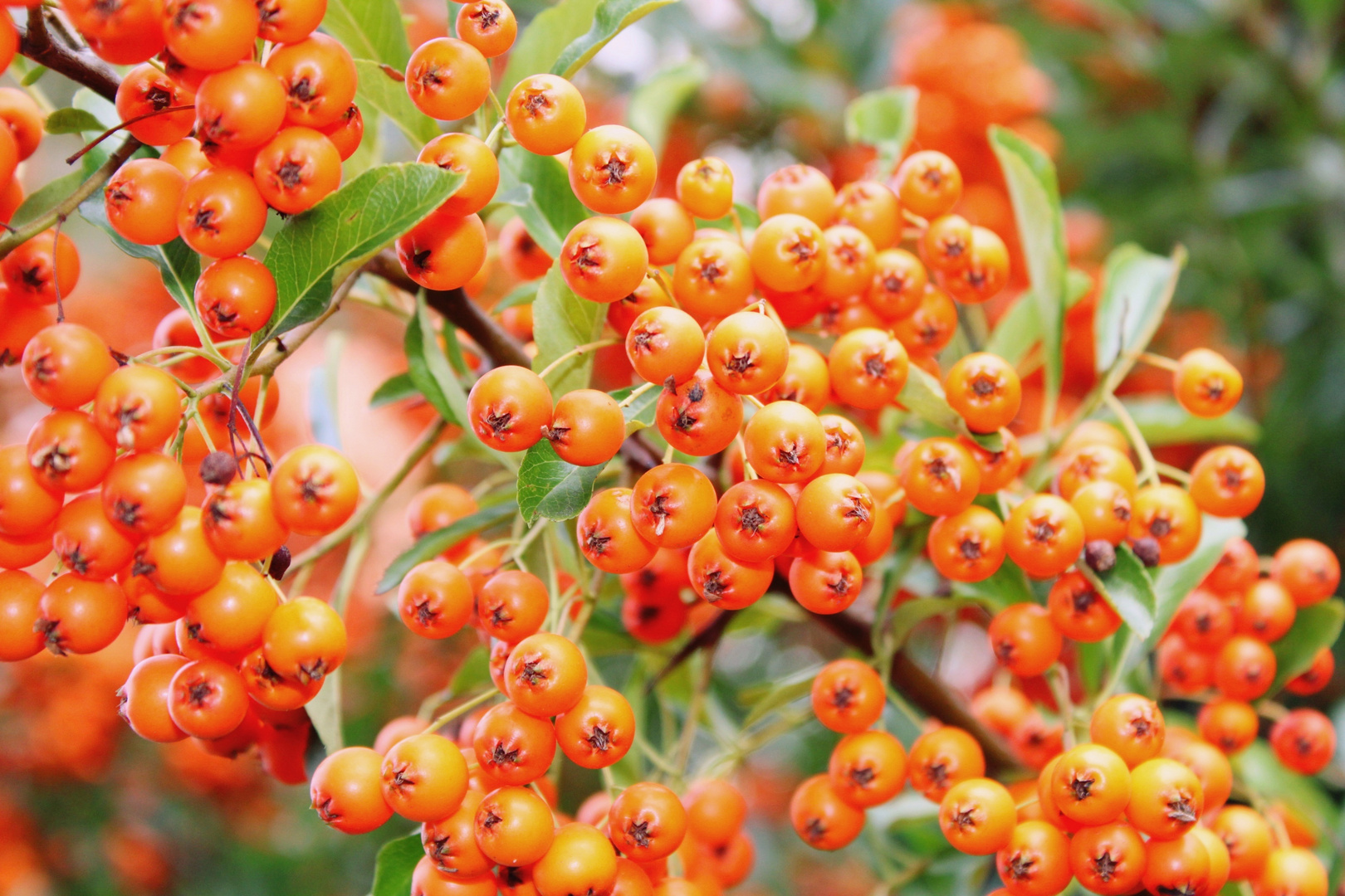 Farbenzeit = Herbstzeit