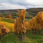 Farbexplosion 1 Weinberge bei Untersteinbach 