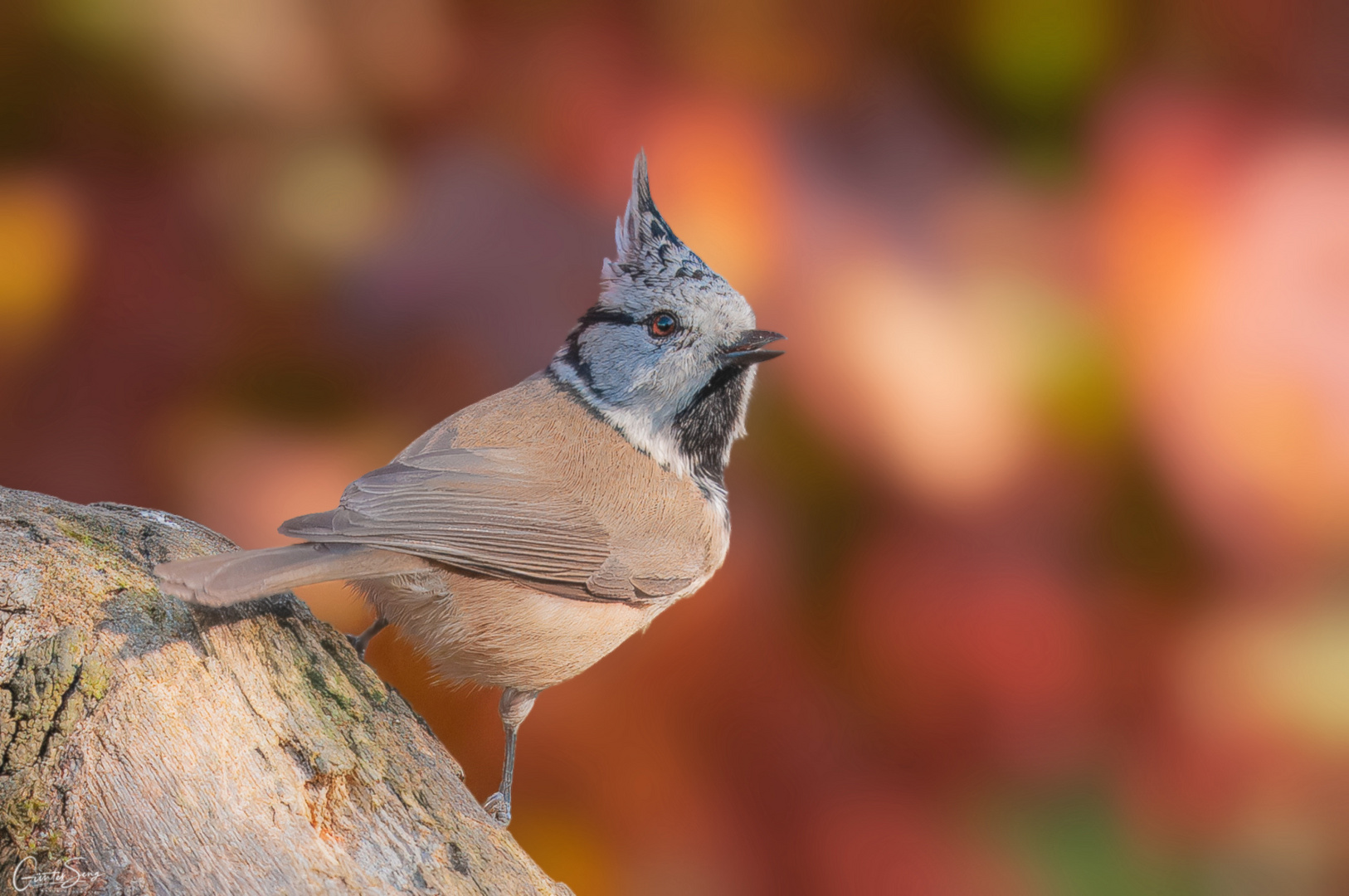 Farbexplosion im Herbst..