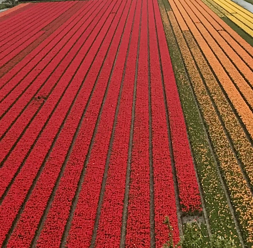 Farbexplosion im Tulpenland