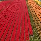 Farbexplosion im Tulpenland