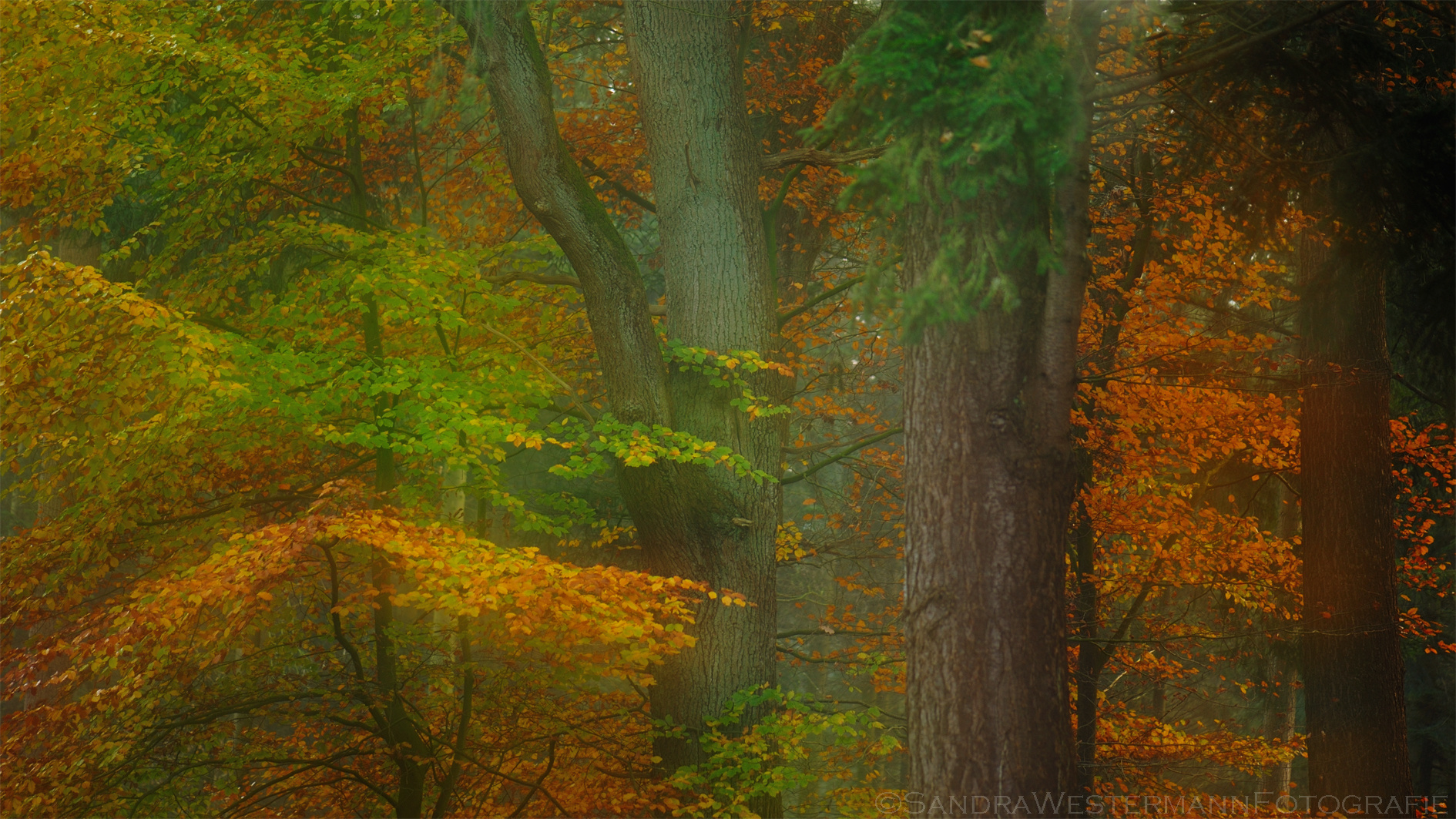 Farbexplosion im Wald