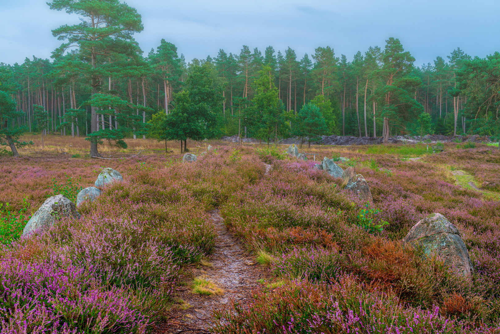 Farbexplosion in der Lüneburger Heide