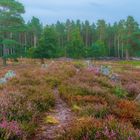 Farbexplosion in der Lüneburger Heide