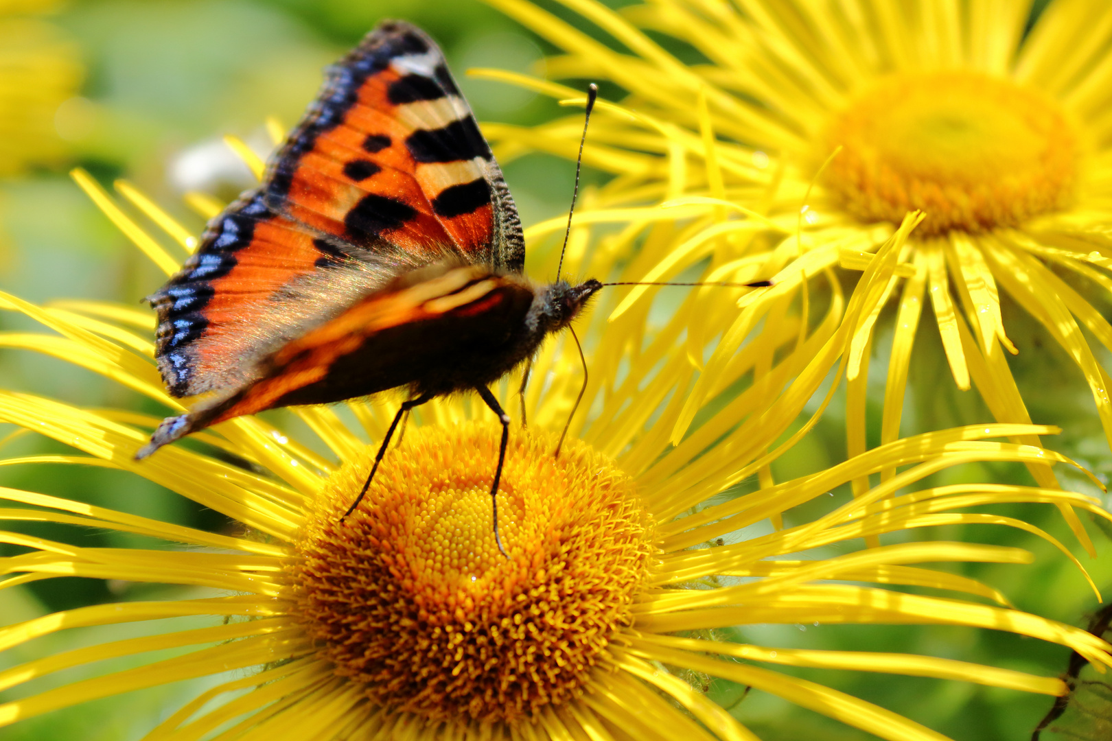 Farbexplosion Schmetterling