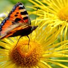 Farbexplosion Schmetterling