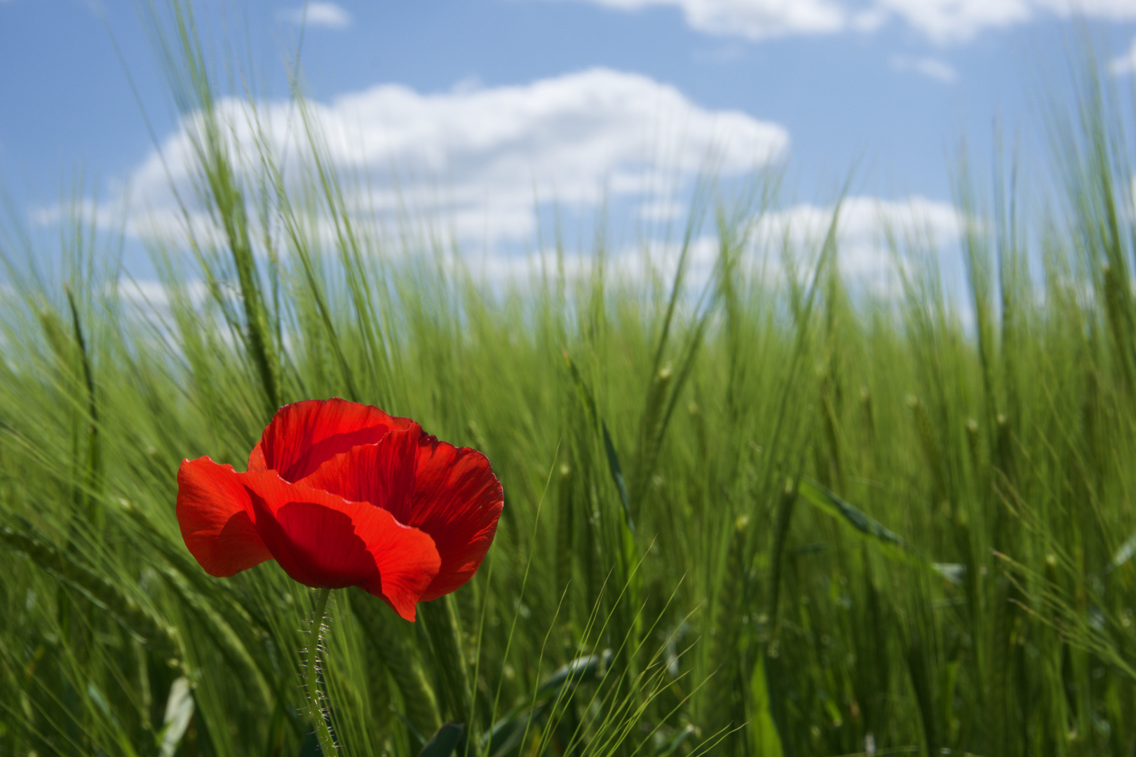 Farbfleck im Kornfeld.