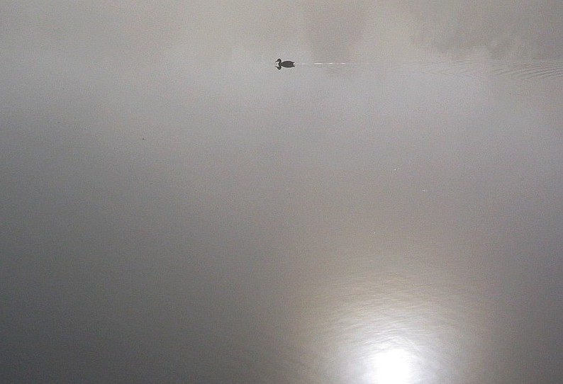 Farbfoto: Ente auf Teich