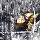 Farbfrosch