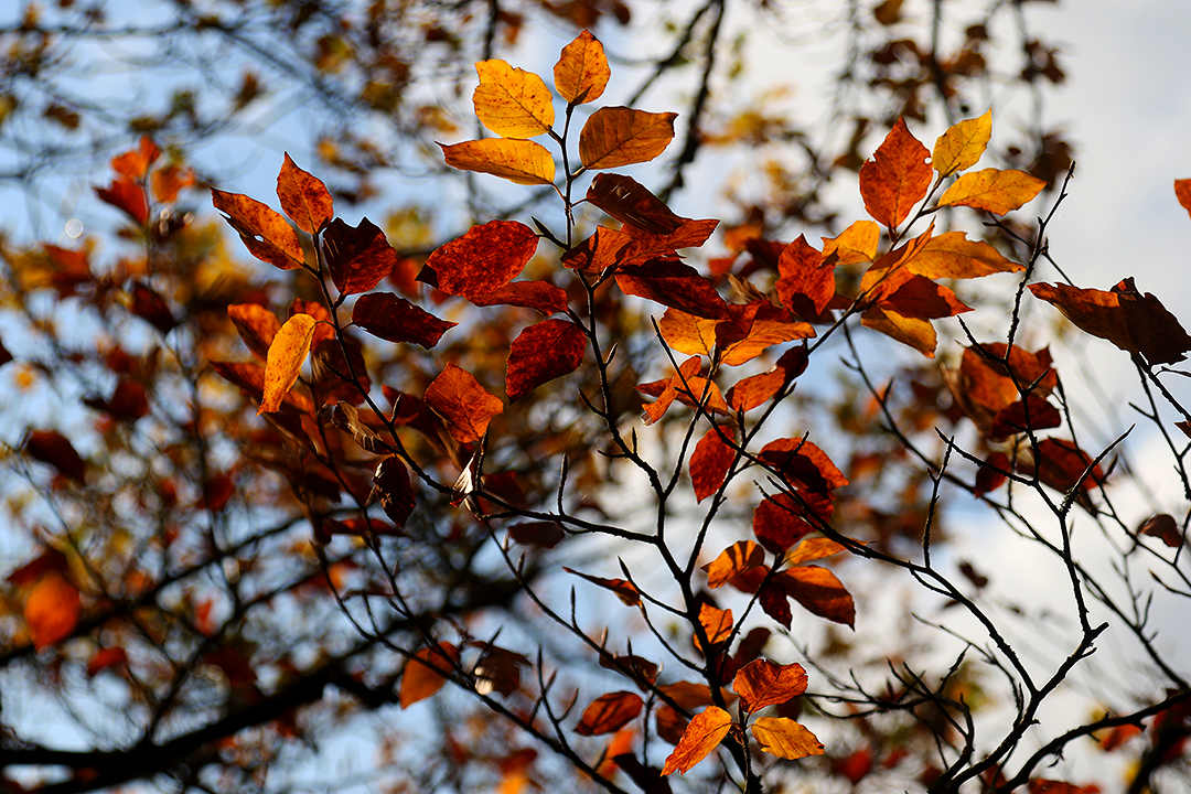 Farbgewusel im herbstlichen Wald