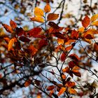 Farbgewusel im herbstlichen Wald