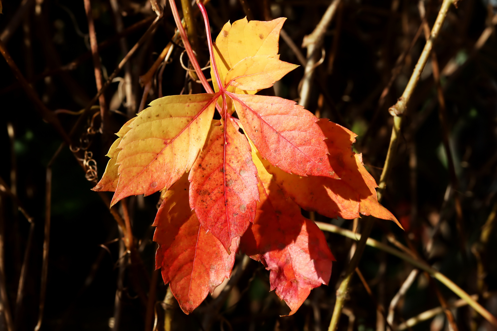 Farbgruß vom Oktober  - October color greeting