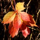 Farbgruß vom Oktober  - October color greeting