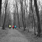 farbig im Schwarz-Wald