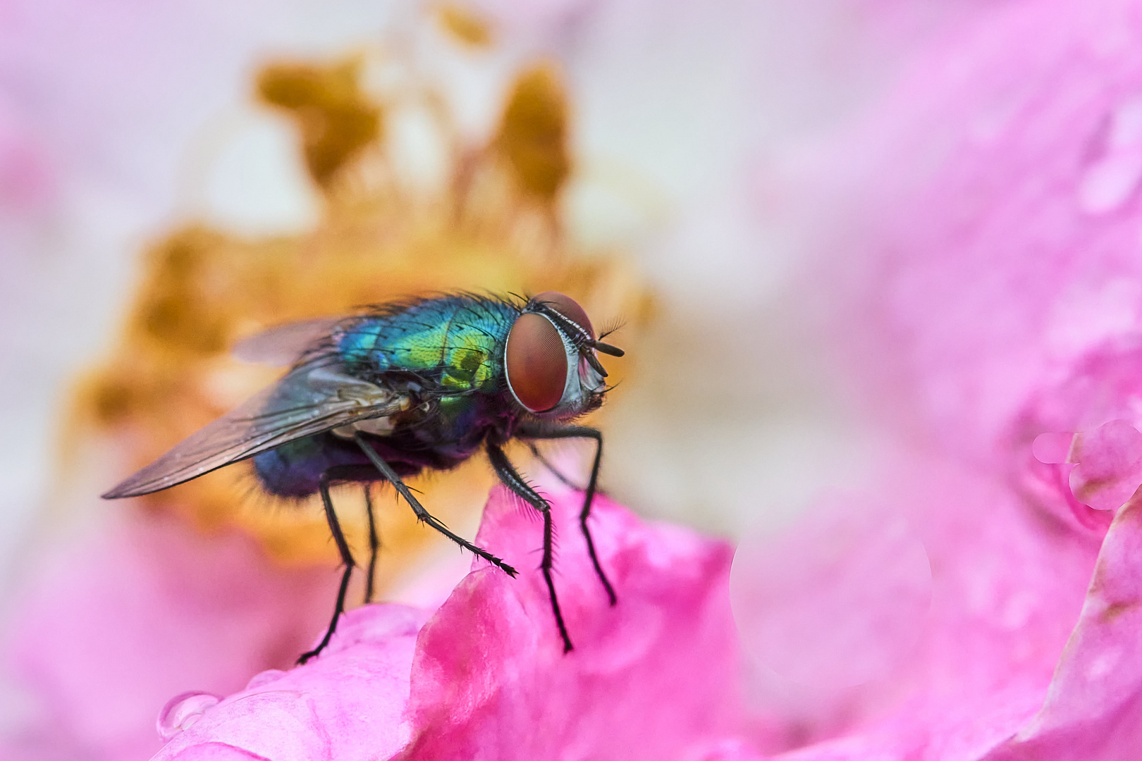 farbig unterlegt ist diese kleine Fliege....