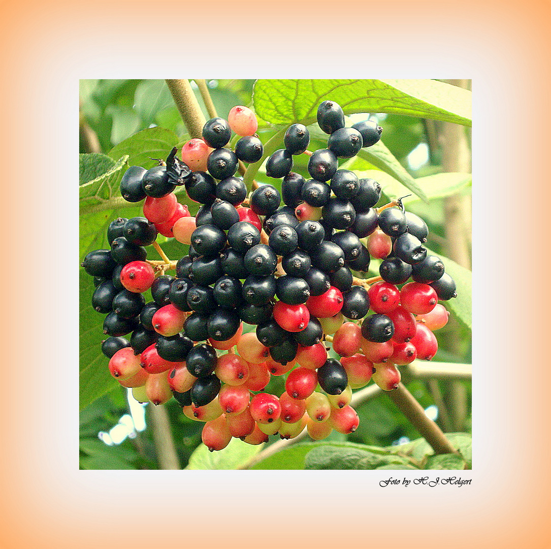 Farbige Beeren Vielfalt