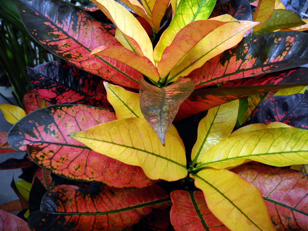 farbige Blätter