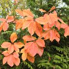 Farbige Blattranke über grüner Hecke