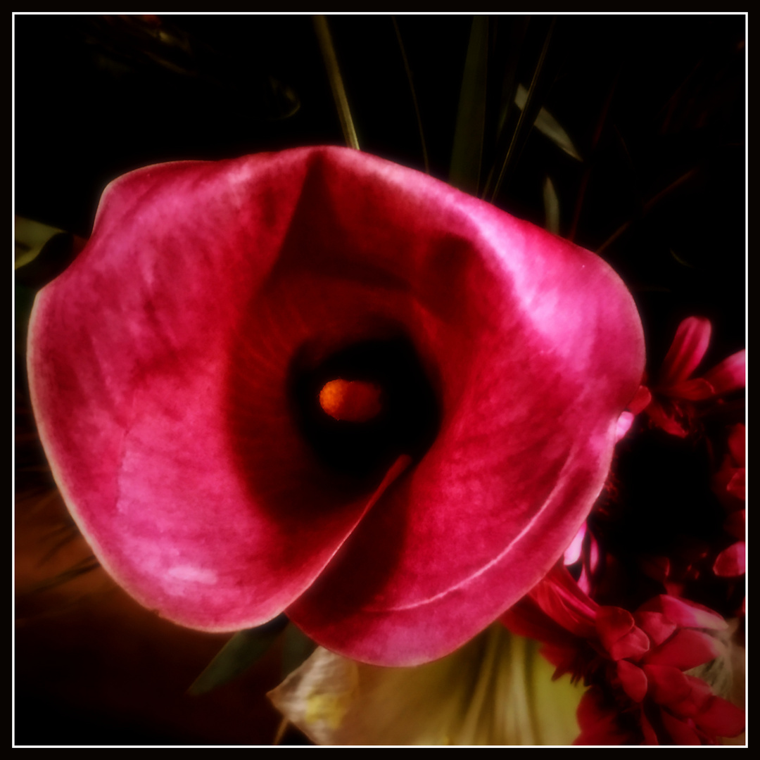 Farbige Calla