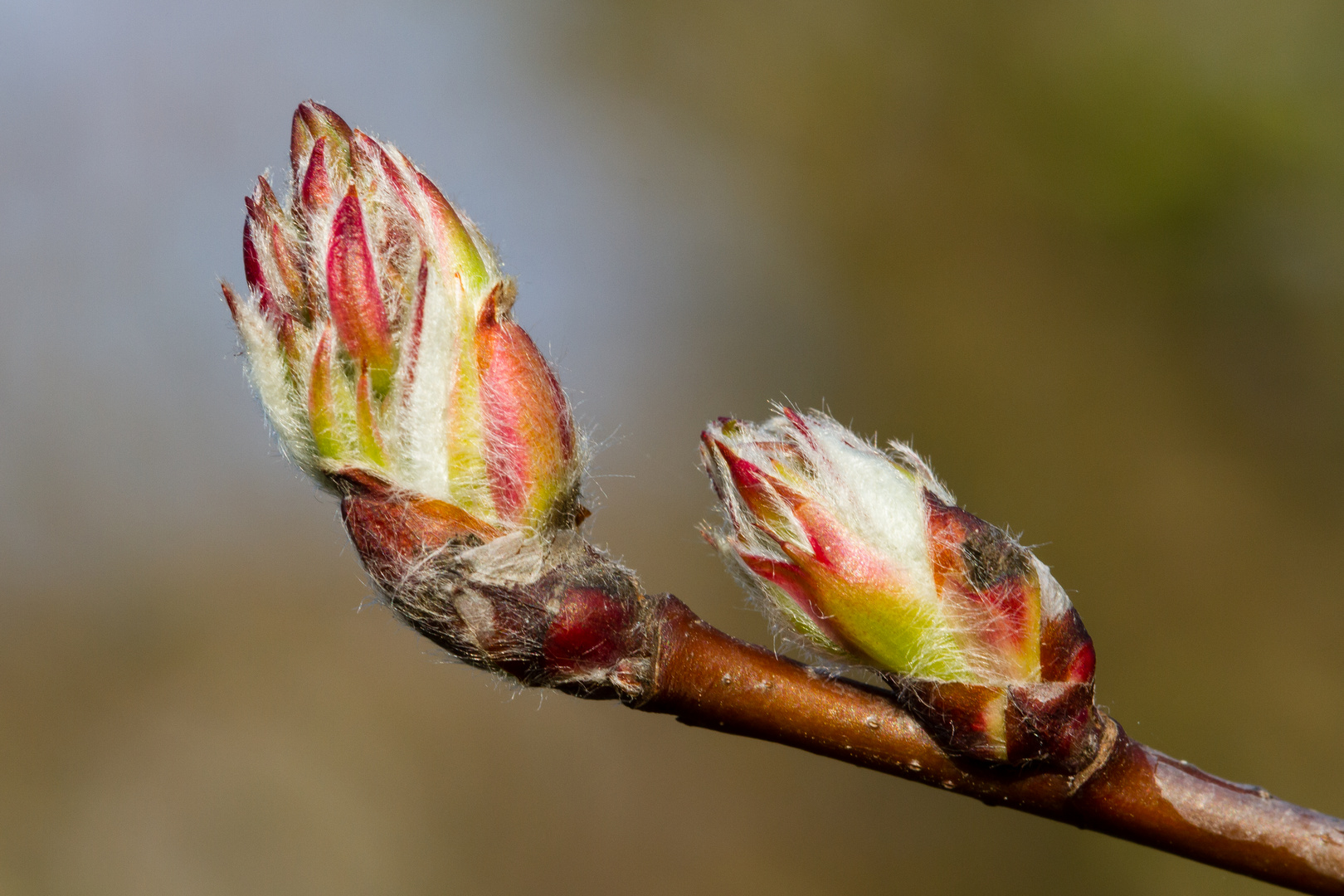 Farbige Frühlingszeit