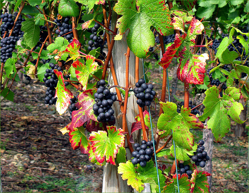 Farbige Herbstboten