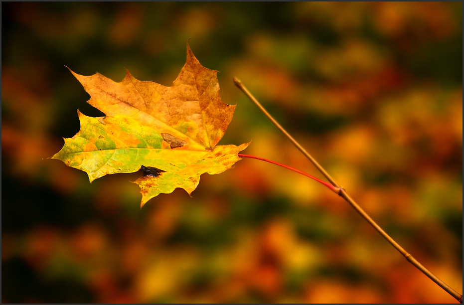 Farbige Herbstgrüße