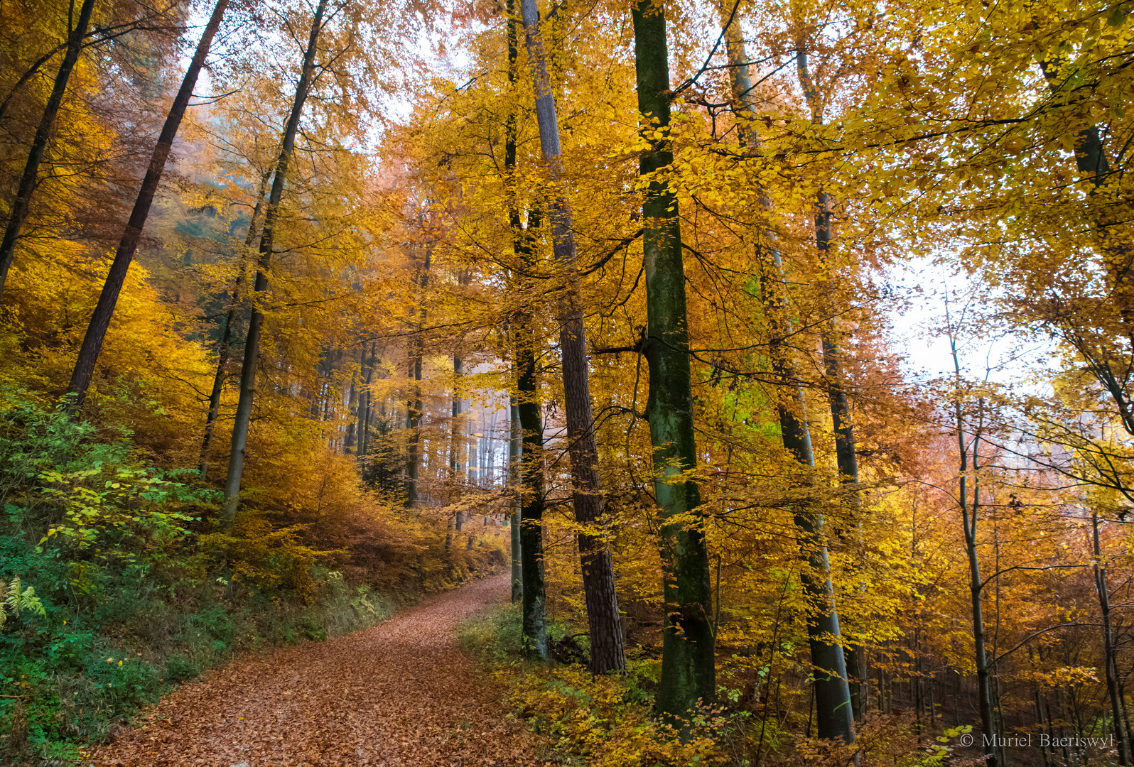 Farbige Herbststimmung