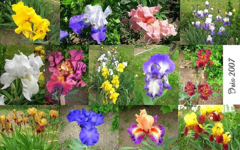 Farbige Iris Blumen Mosaïk