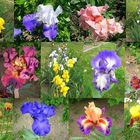 Farbige Iris Blumen Mosaïk