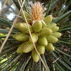 Farbige Lichtblicke im Herbst