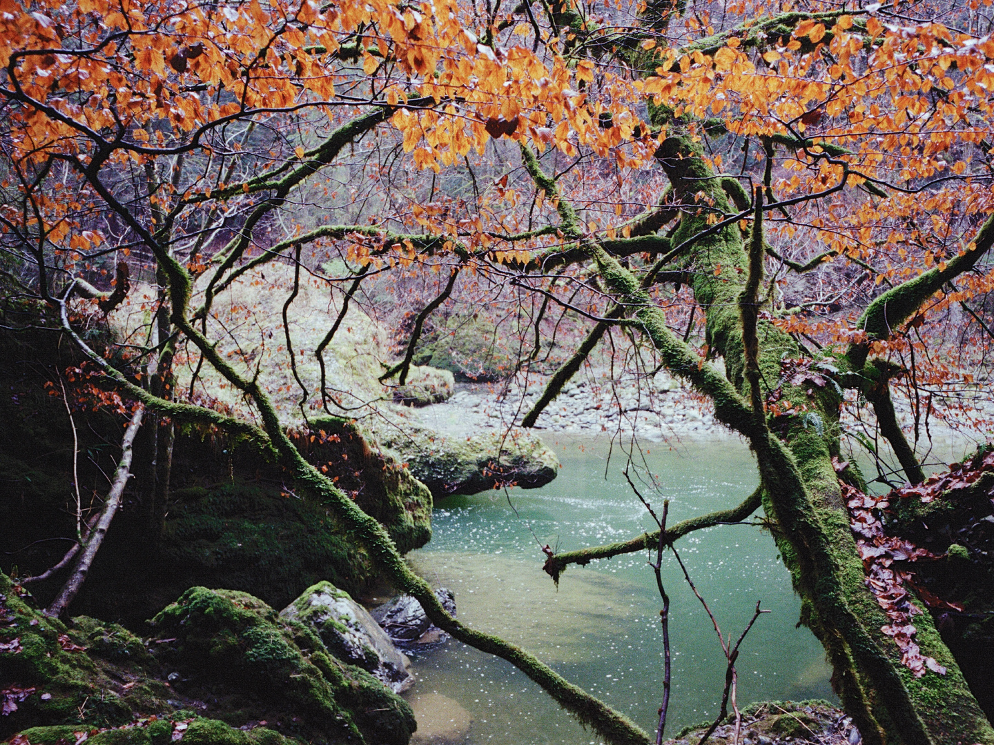 Farbige Natur im Winter