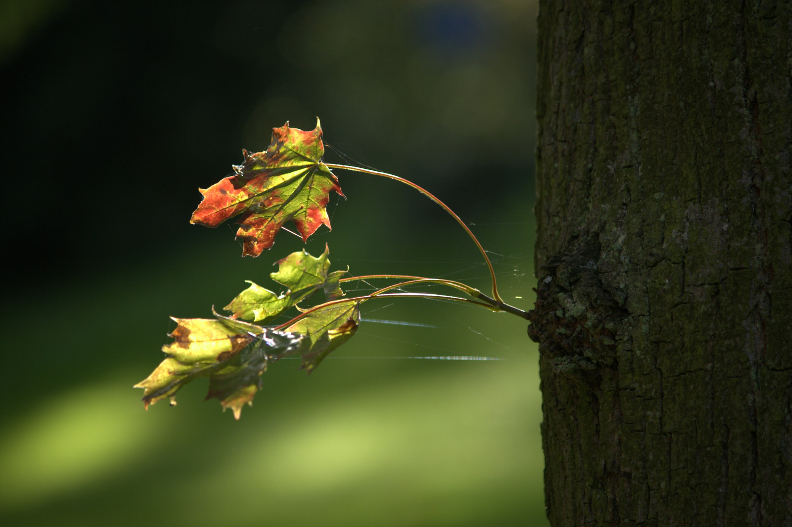 Farbige Note des herbstlichen Einzugs.