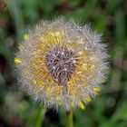 Farbige Pusteblume zum Wochenende