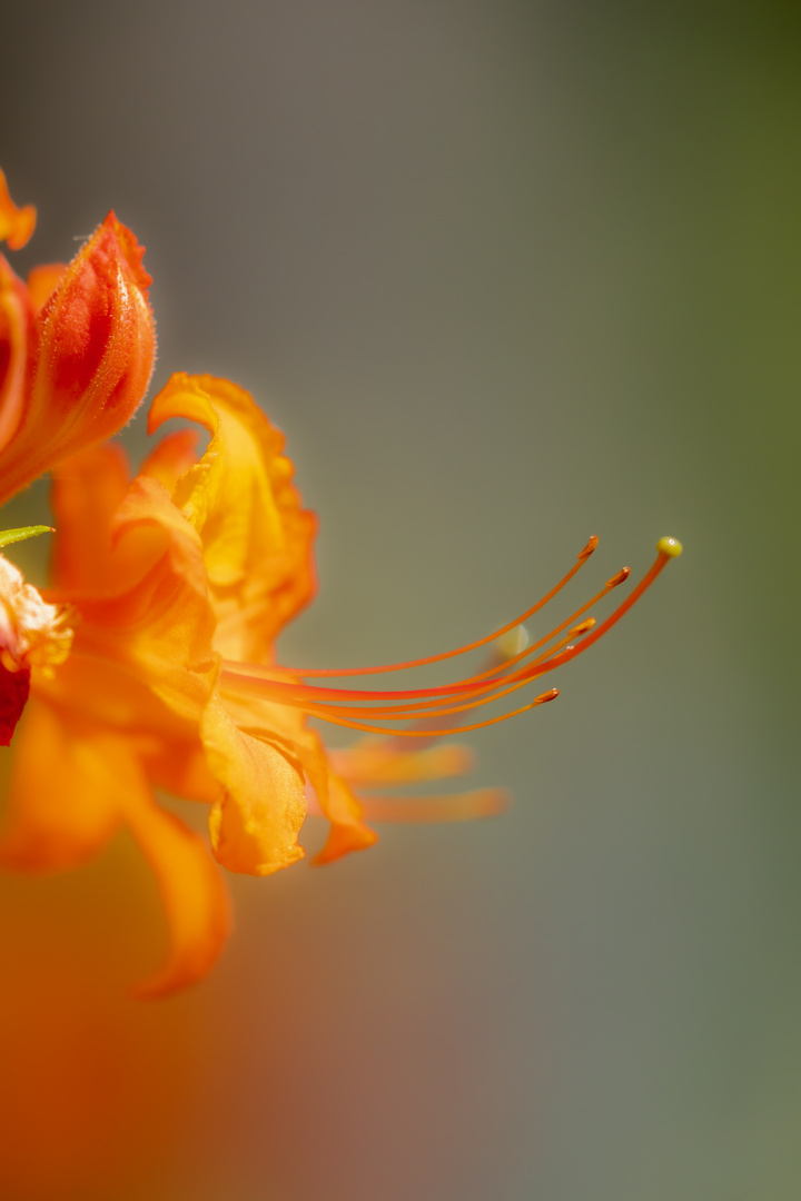 Farbige Rhododendron 