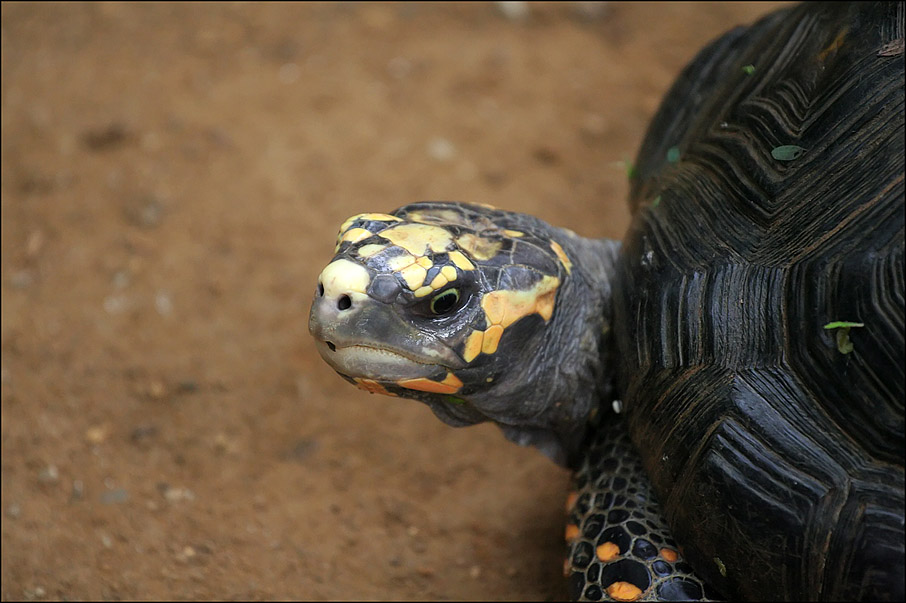 Farbige Schildkröte