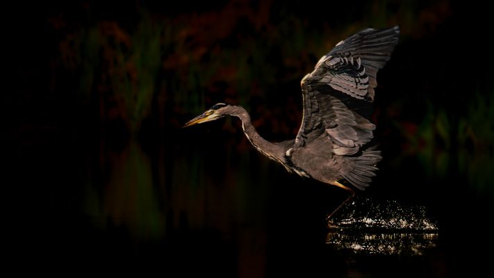 Farbige Schlitterpartie, Graureiher