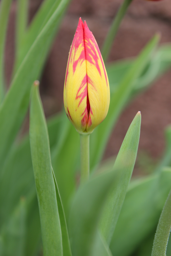 farbige Tulpe