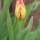 farbige Tulpe