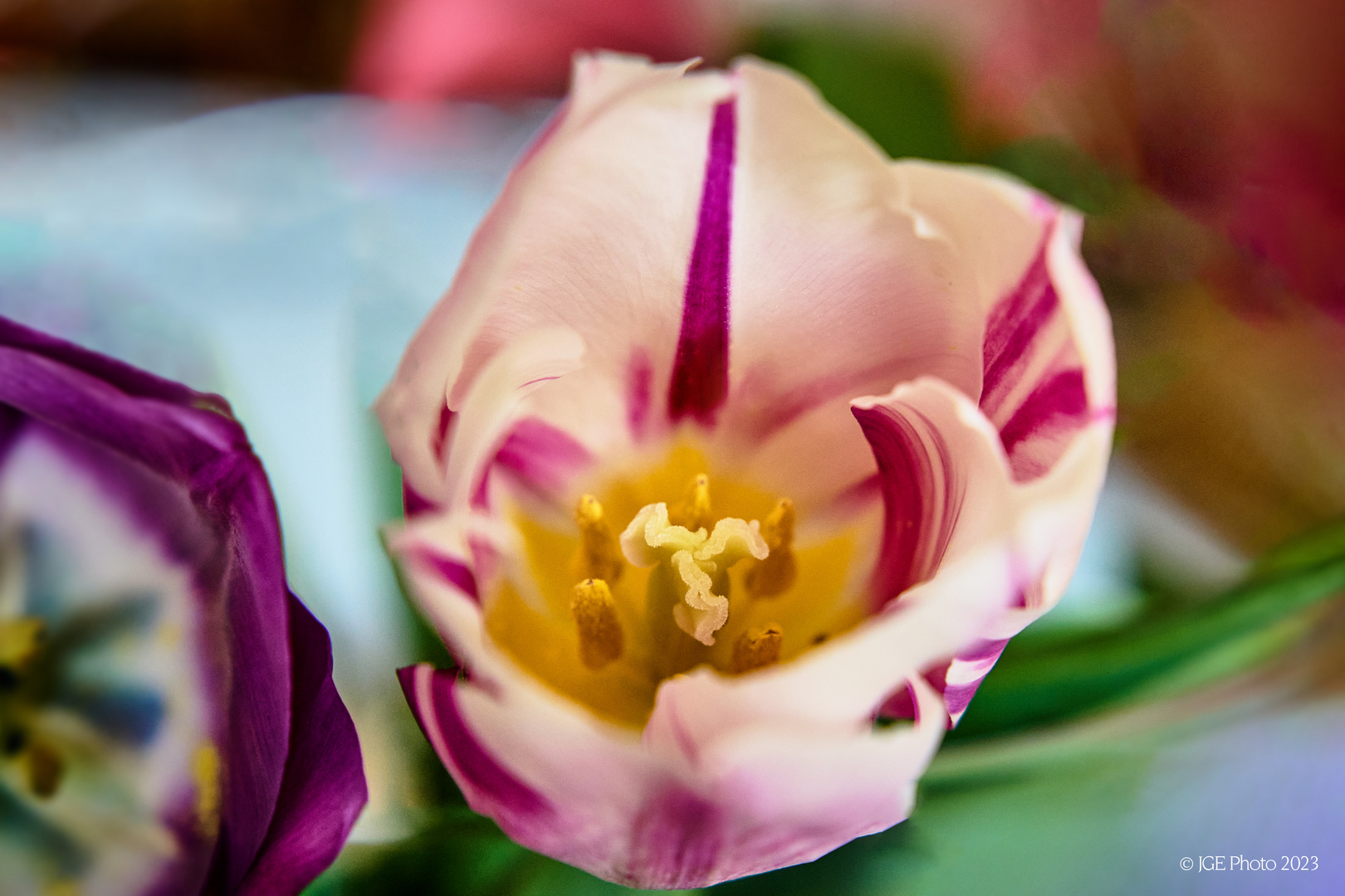 Farbige Tulpe mit schönen Blütenstempel