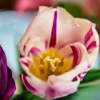 Farbige Tulpe mit schönen Blütenstempel