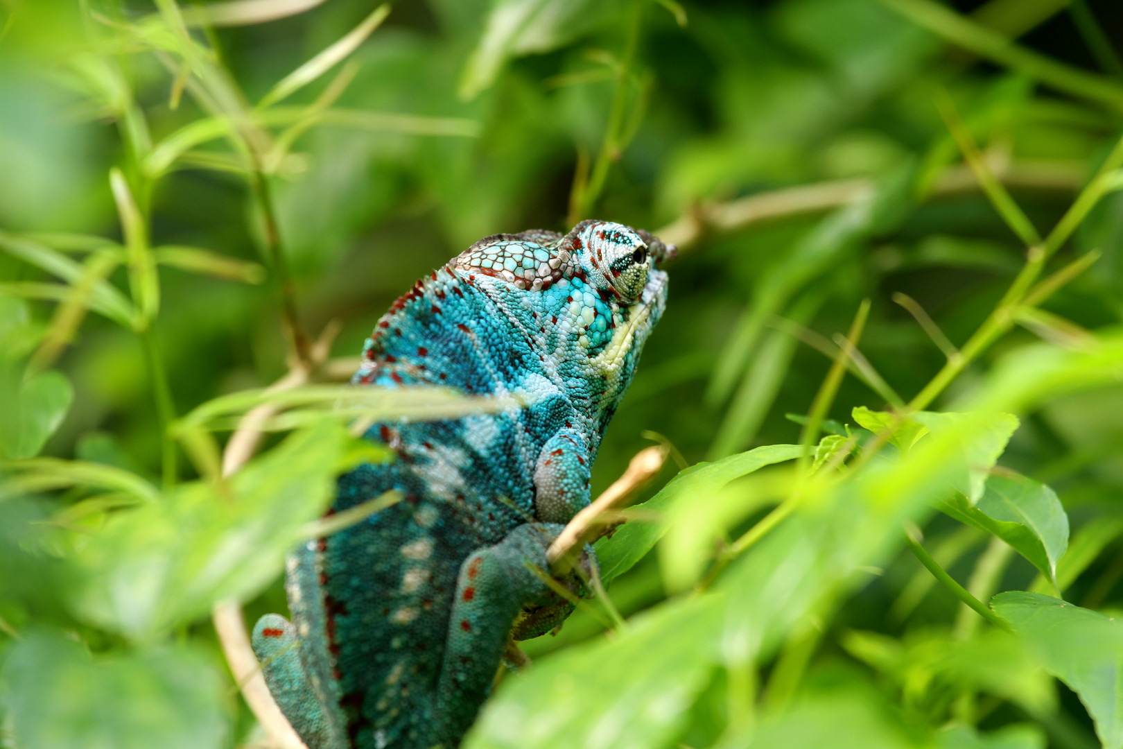 Farbiger Chameleon