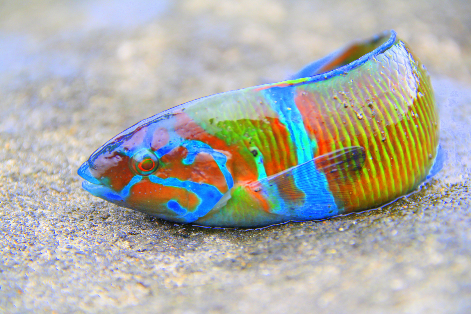 Farbiger Fisch Foto & Bild tiere, wildlife, fische Bilder auf